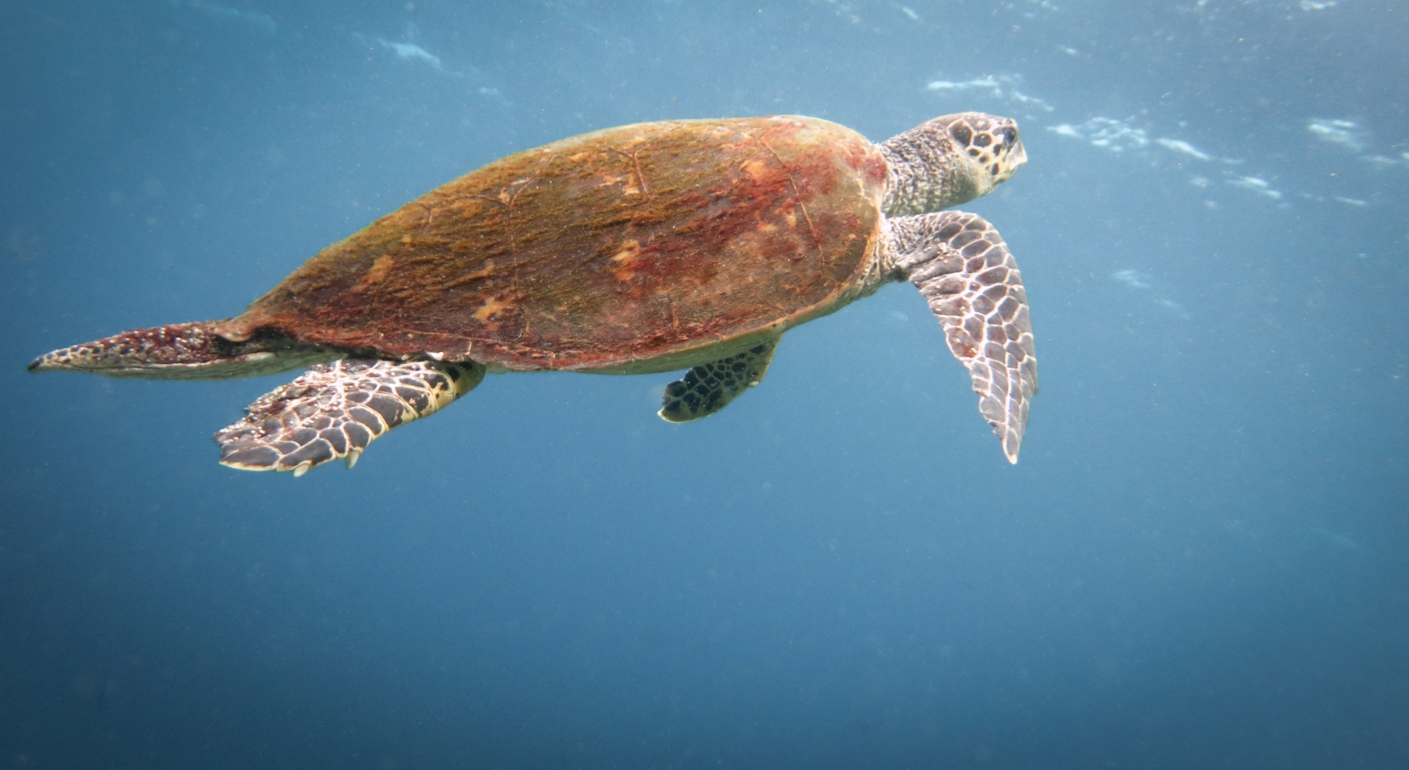 Hawksbill turtle