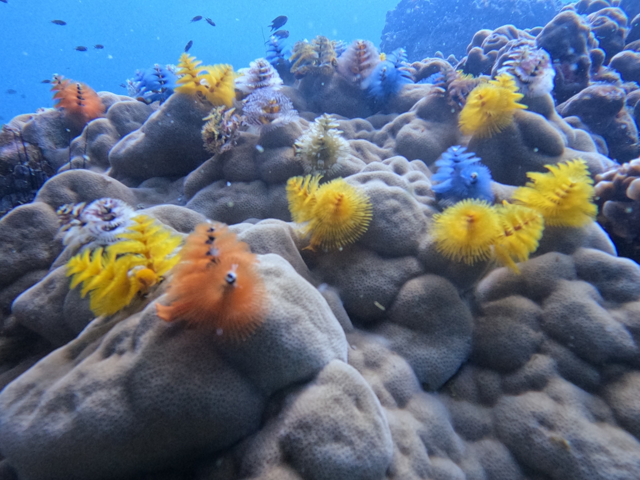 Christmas tree worms on a coral at Japanese gardens