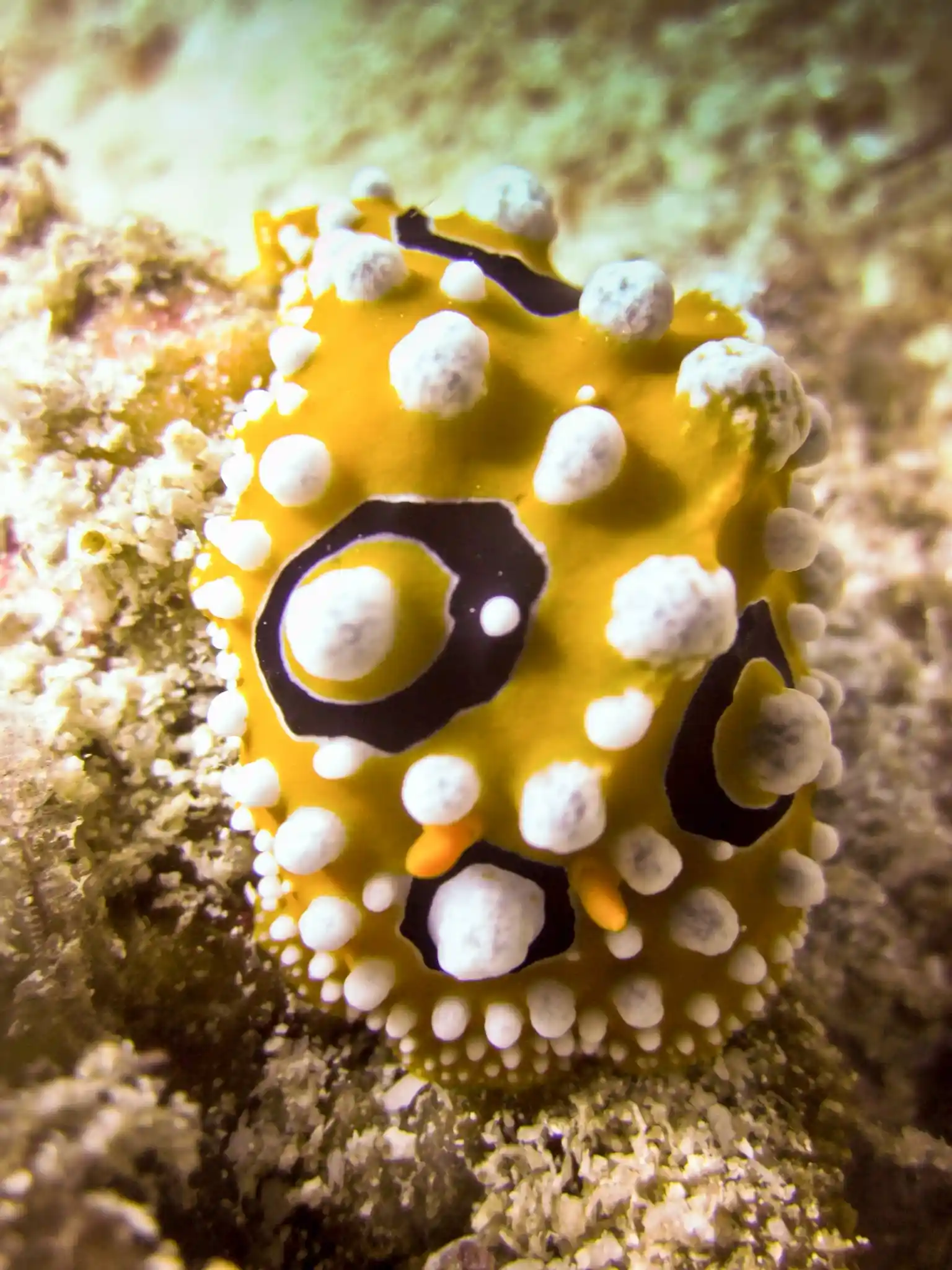 A nudibranch